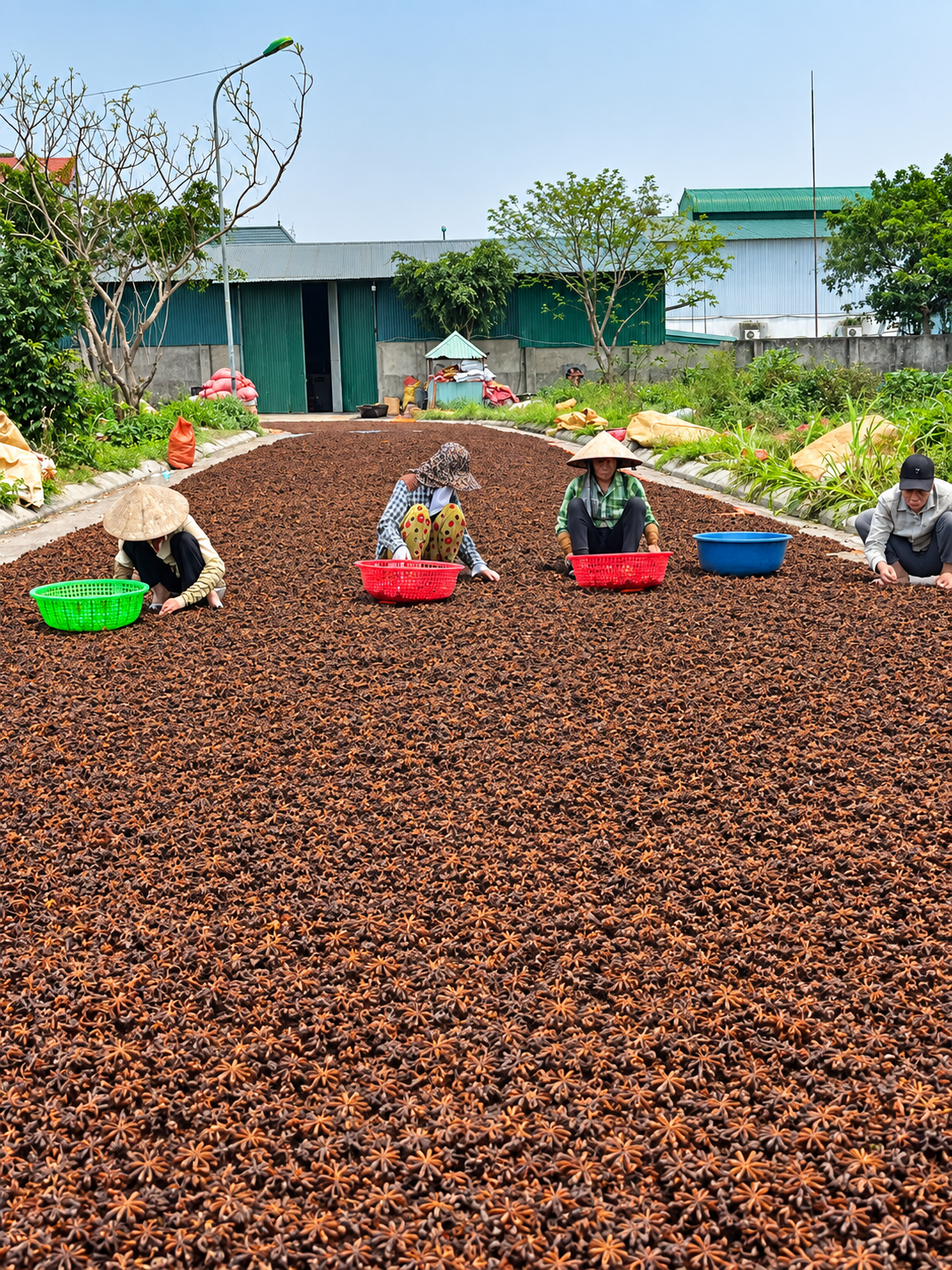 Xuất khẩu hoa hồi Việt Nam