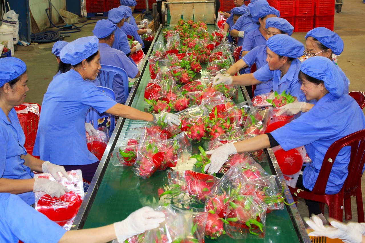 Dự b&aacute;o gi&aacute; thanh long th&aacute;ng 10/2026