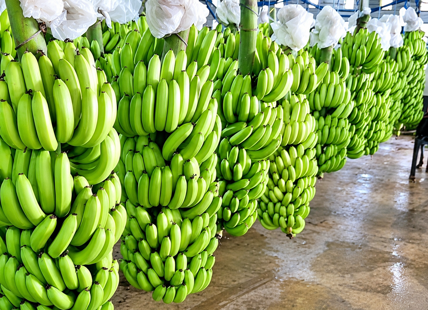 Banana Bunches After Harvesting