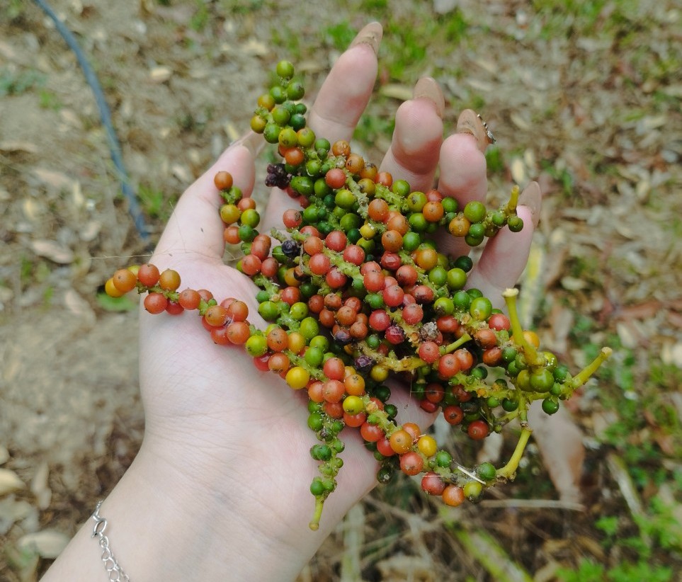 Vietnamese Pepper Exports