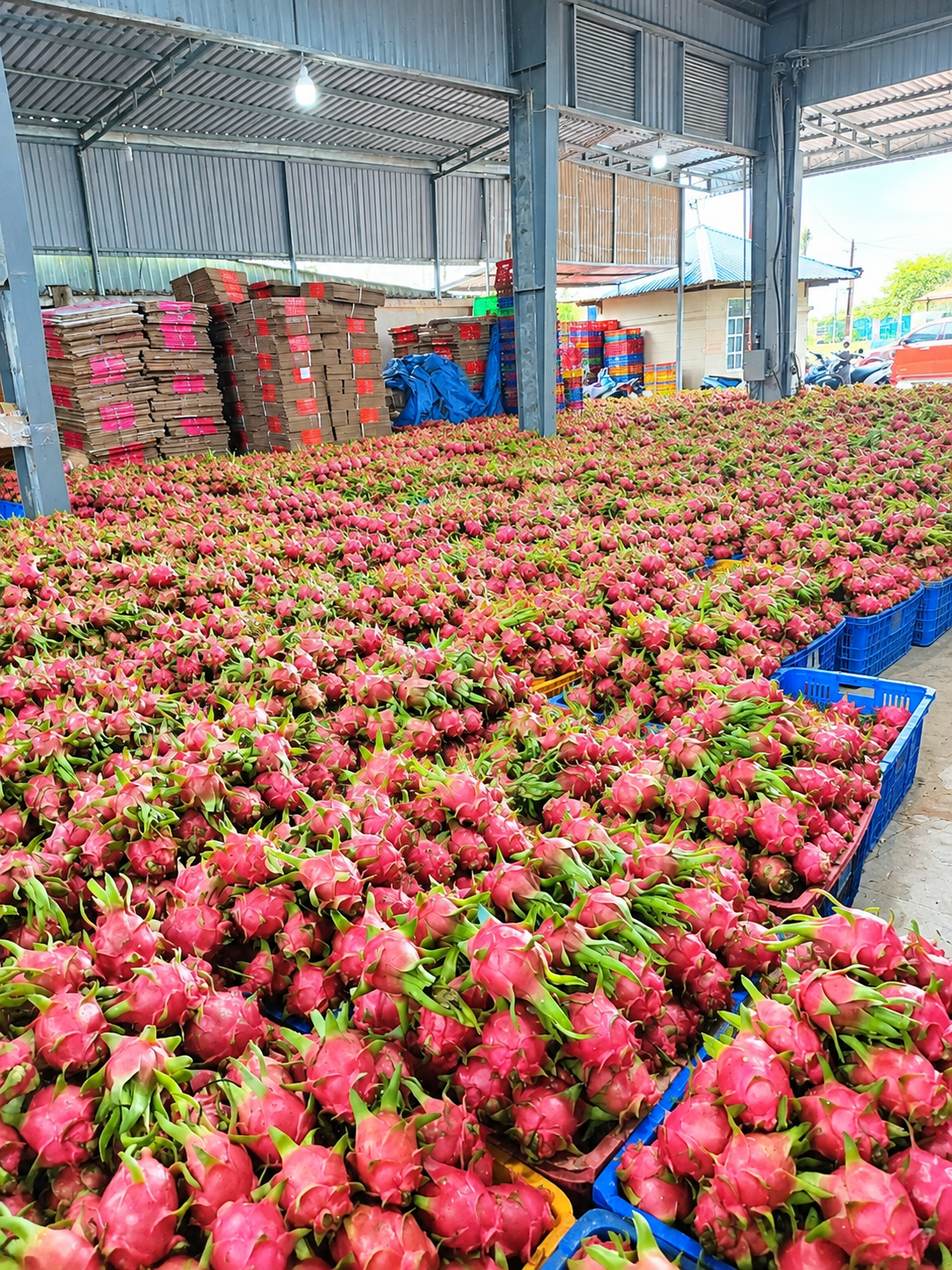 Gi&aacute; thanh long Việt Nam biến động mạnh trước th&aacute;ng 10
